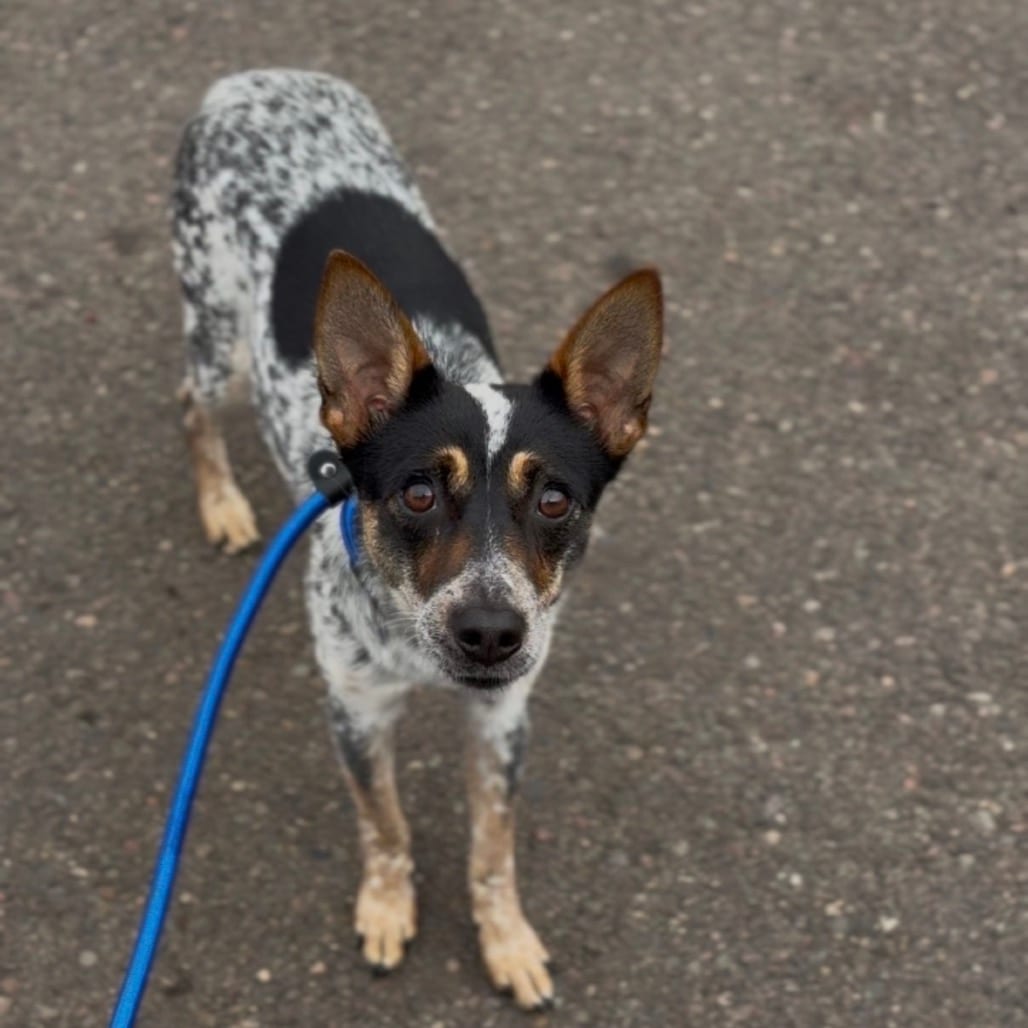 Photo of Jasmine, adoptable Cattle Dog, Australian (Blue Heeler) in Newberg, Oregon