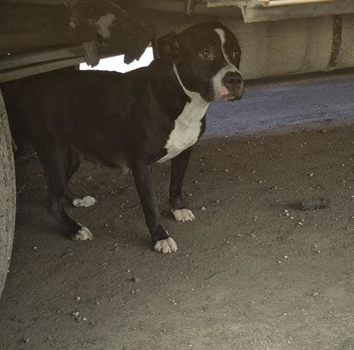 Photo of Julie, adoptable American Staffordshire Terrier in San Antonio, Texas
