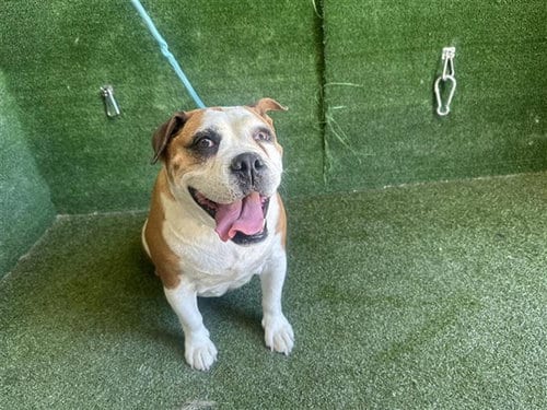 Photo of Jelly, adoptable Boxer in Lancaster, California