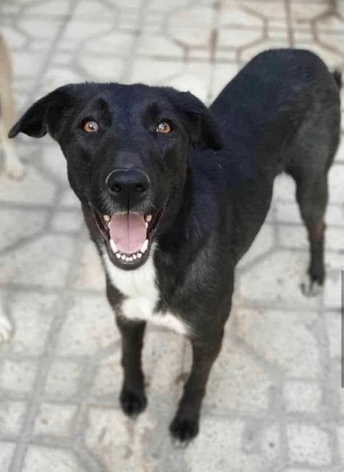 Photo of Buttercup, adoptable Unknown breed (medium coat) in Ridgefield, Connecticut