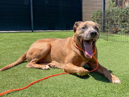 Photo of Blu, adoptable Labrador Retriever in Orange, California