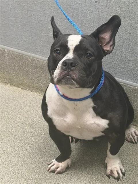 Photo of Mousse Au Chocolat, adoptable French Bulldog in Las Vegas, Nevada