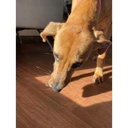 Photo of Silly, adoptable Mixed Breed (Medium) in Baton Rouge, Louisiana