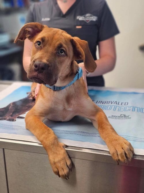 Photo of Jeff, adoptable Great Dane in Bullard, Texas