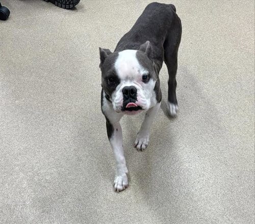 Photo of Gabe, adoptable English Bulldog in Grand Prairie, Texas