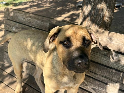 Photo of Matilda, adoptable German Shepherd Dog in Tulsa, Oklahoma