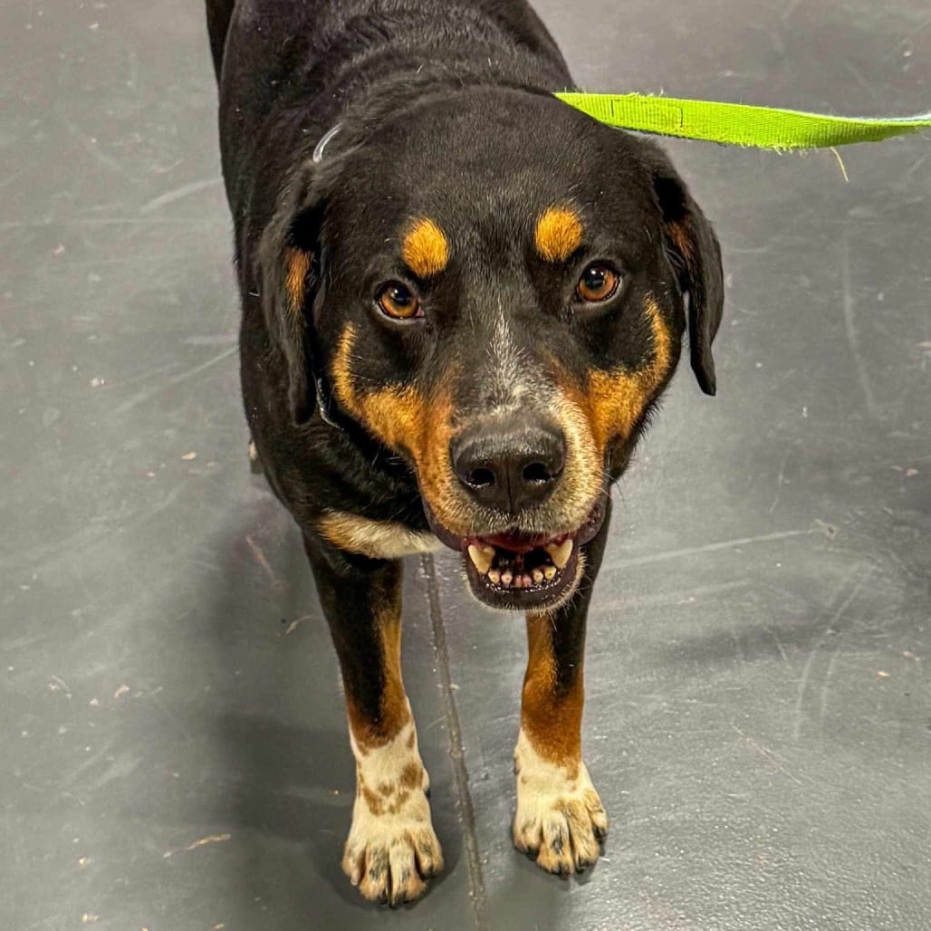 Photo of Bear, adoptable Bernese Mountain Dog / Mix in Pineville, Missouri
