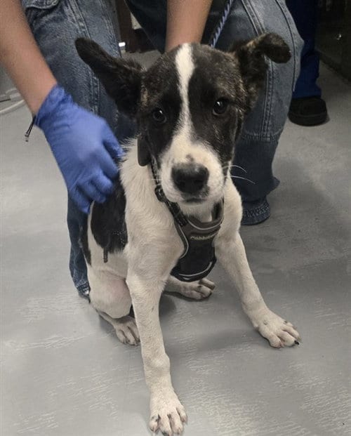 Photo of A168321, adoptable Terrier in Bakersfield, California