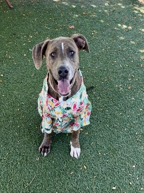 Photo of Leif, adoptable Pit Bull Terrier in Castaic, California