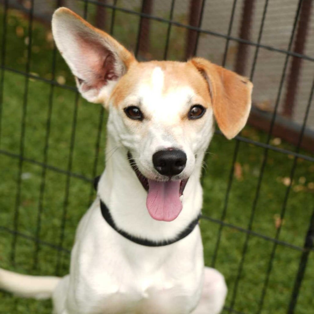 Photo of Santiago, adoptable Chihuahua / Mixed Breed (Small) in San Francisco, California