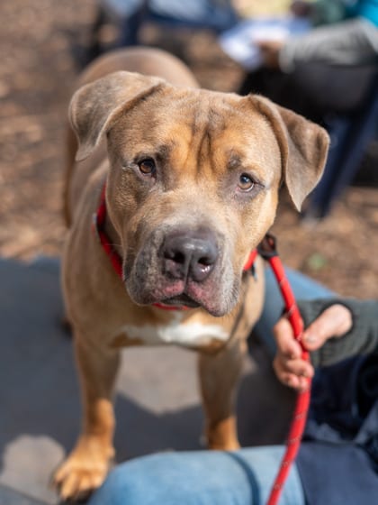 Photo of Cullen, adoptable dog in Chamblee, Georgia