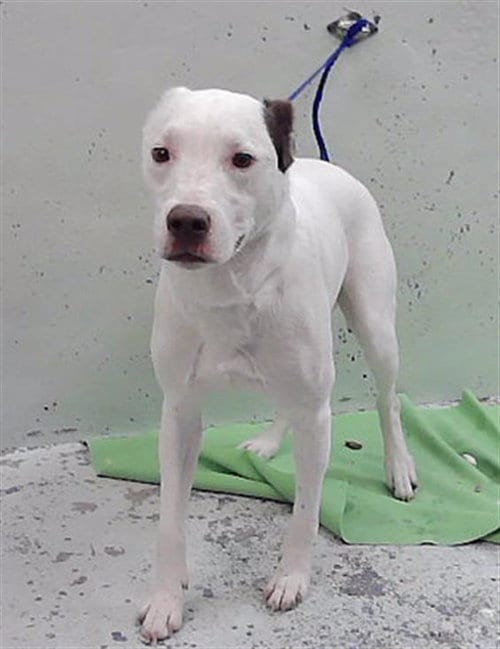 Photo of Jax, adoptable Staffordshire Bull Terrier in Houston, Texas