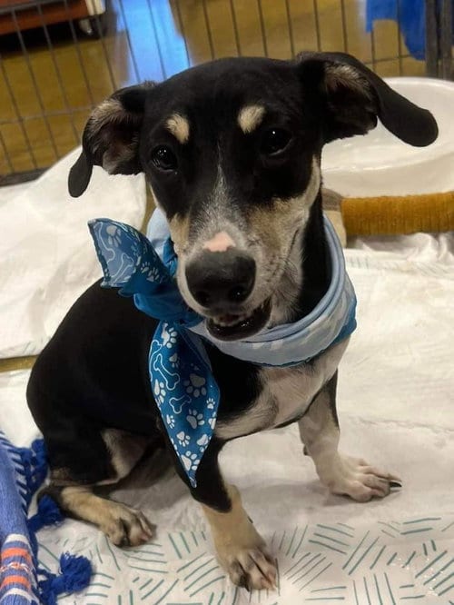 Photo of Flick, adoptable Dachshund in La Verne, California