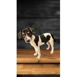 Photo of Rubble, adoptable Terrier (Unknown Type, Medium) in Medfield, Massachusetts