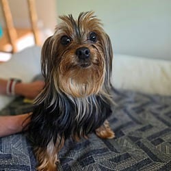 Photo of Bunny, adoptable Yorkie, Yorkshire Terrier in Scotch Plains, New Jersey