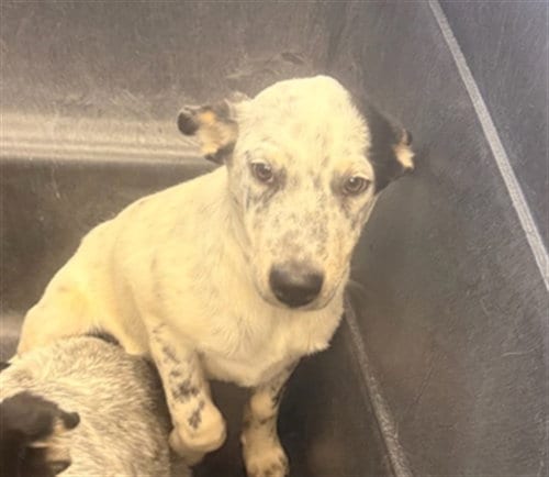 Photo of Yogi, adoptable Australian Cattle Dog/Blue Heeler in Mesa, Arizona