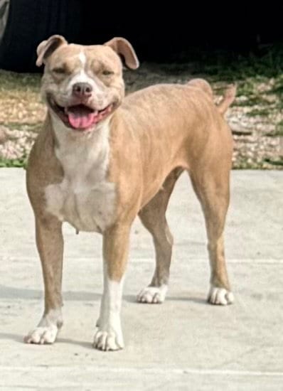 Photo of Daisy, adoptable American Staffordshire Terrier in San Antonio, Texas