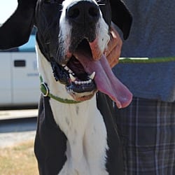 Photo of Zeno, adoptable Great Dane in Bullard, Texas