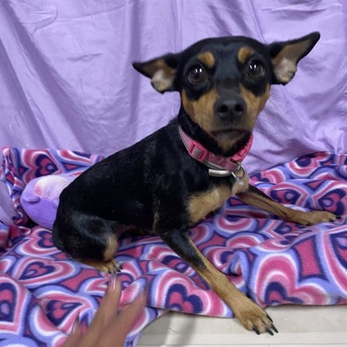 Photo of A615044, adoptable Miniature Pinscher in Modesto, California