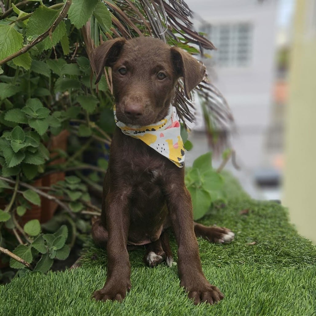Photo of Cinnamon, adoptable Retriever, Labrador / Mix in Jefferson, New Jersey
