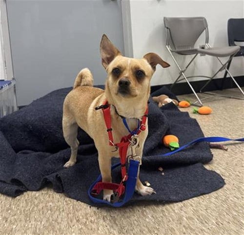Photo of Maluco, adoptable Chihuahua in Boston, Massachusetts