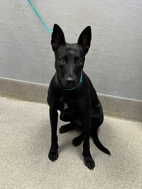 Photo of Flower, adoptable Terrier in Las Vegas, Nevada