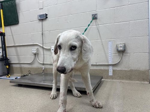 Photo of Ghost, adoptable Great Pyrenees in Grand Prairie, Texas