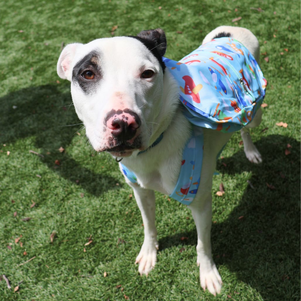 Photo of Spudsy, adoptable Mixed Breed (Large) in St. Charles, Missouri