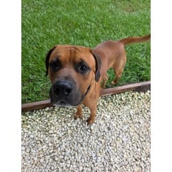 Photo of Calhoun, adoptable Terrier (Unknown Type, Medium) in Brooksville, Florida