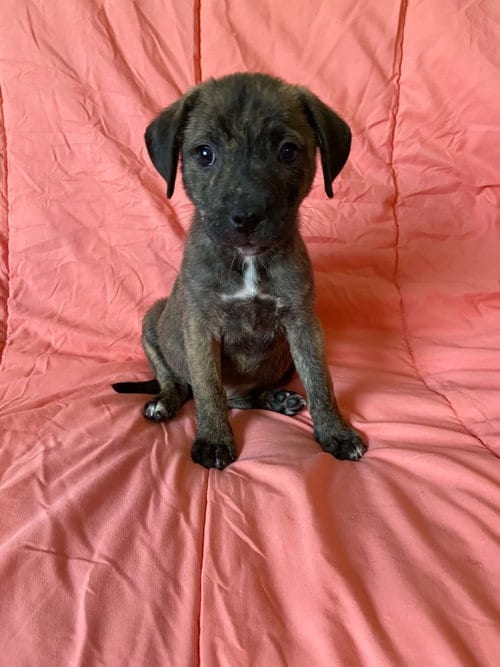 Photo of Alani, adoptable Plott Hound in St. Louis, Missouri