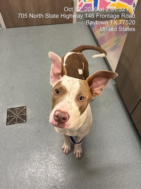 Photo of Dutchess, adoptable Pit Bull Terrier in Baytown, Texas