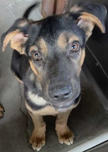 Photo of Axew, adoptable German Shepherd Dog in San Bernardino, California