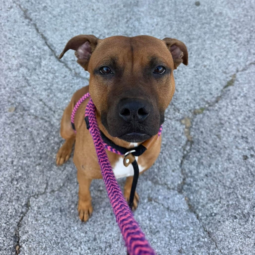 Photo of Nick Page, adoptable Mixed Breed (Large) in St. Louis, Missouri