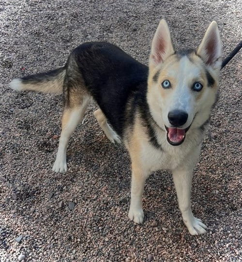 Photo of Hercules, adoptable Siberian Husky in Mesa, Arizona
