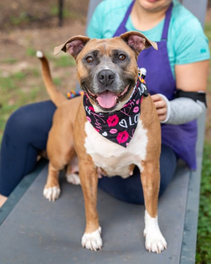 Photo of Zazie, adoptable dog in Chamblee, Georgia