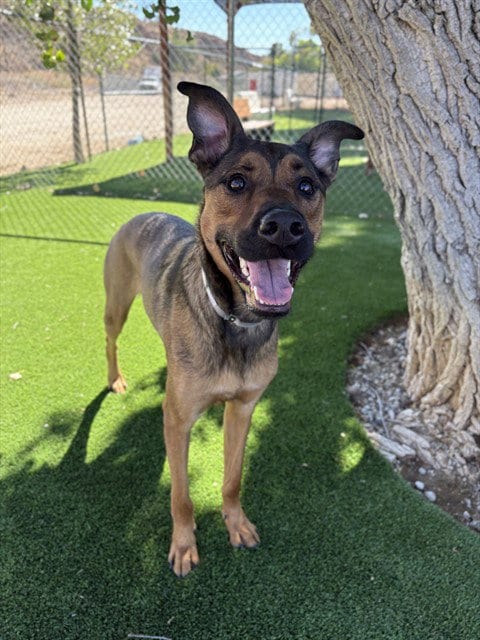 Photo of Peanut, adoptable Belgian Shepherd Malinois in Castaic, California