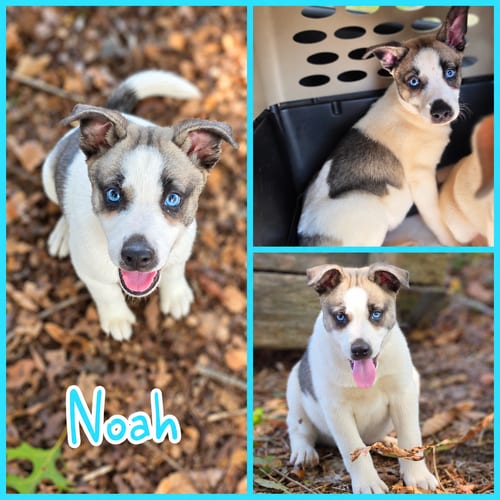 Photo of Noah, adoptable Husky in Blacksburg, South Carolina