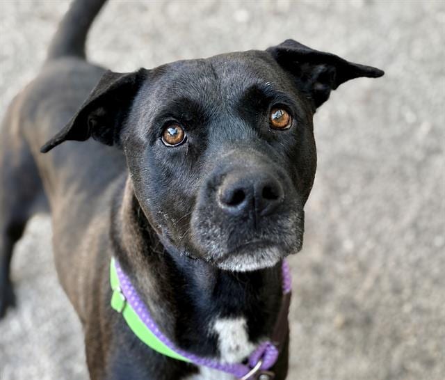Photo of Lafayette, adoptable dog