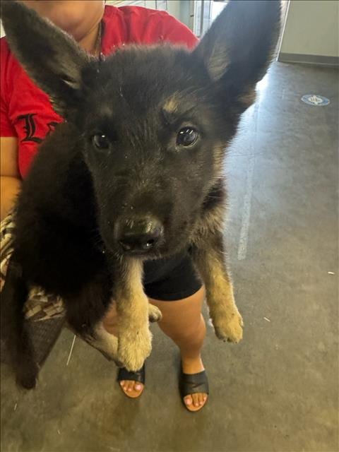 Photo of Stewart, adoptable German Shepherd Dog in Los Angeles, California