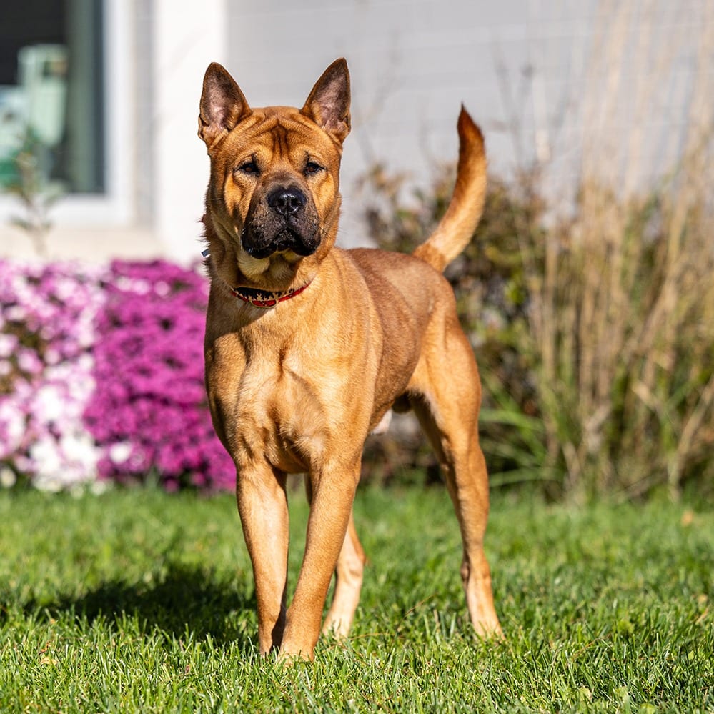 Photo of Kuma, adoptable Chow Chow / Chinese Shar-Pei in Council Bluffs, Iowa