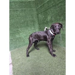 Photo of Vesta, adoptable Labrador Retriever Rhodesian Ridgeback in Lancaster, California