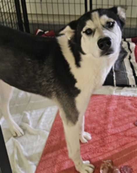 Photo of Kiki, adoptable Siberian Husky in Bakersfield, California