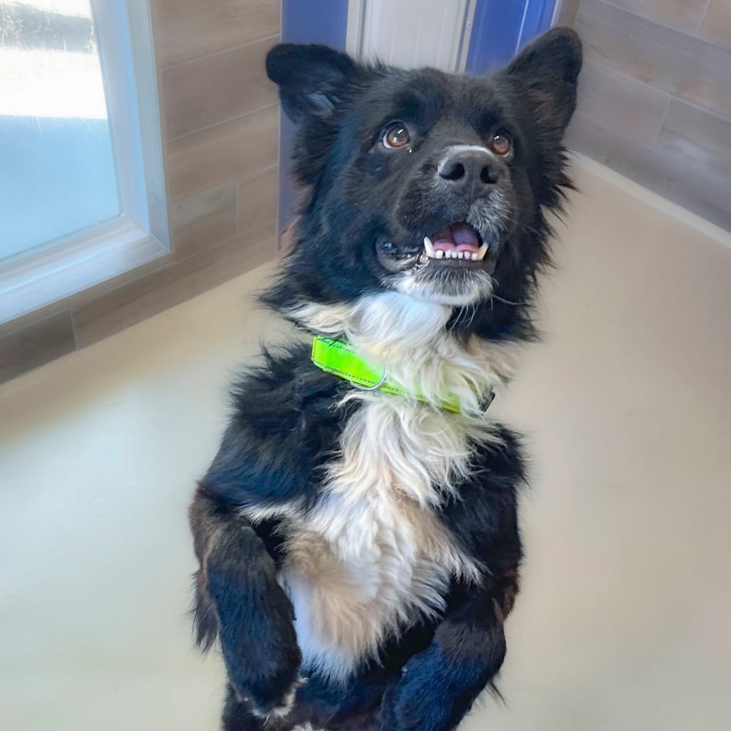 Photo of Julien, adoptable Collie, Border / Mixed Breed (Medium) in Chapel Hill, North Carolina