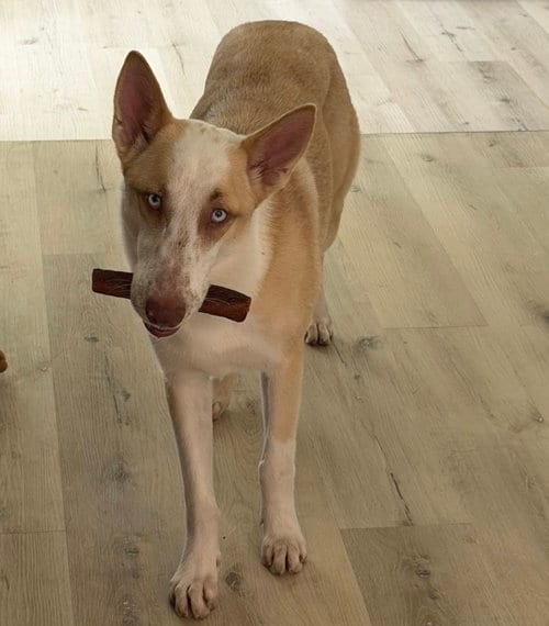 Photo of Mina, adoptable Husky in Houston, Texas