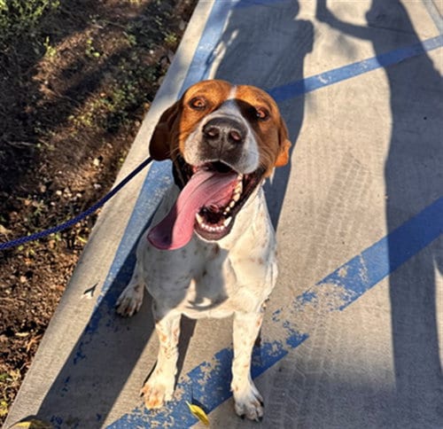 Photo of Ballistic, adoptable German Shorthaired Pointer in Orange, California