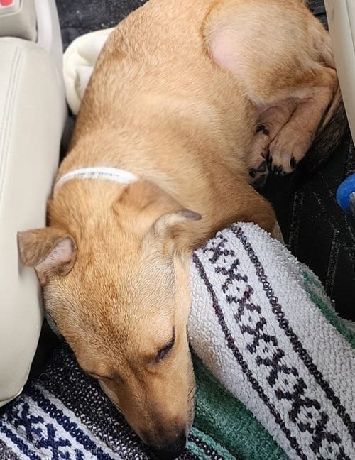 Photo of June - playful girl, adoptable Jack Russell Terrier in Oakhurst, New Jersey