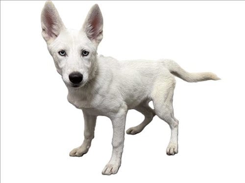 Photo of Max, adoptable Siberian Husky in Los Angeles, California