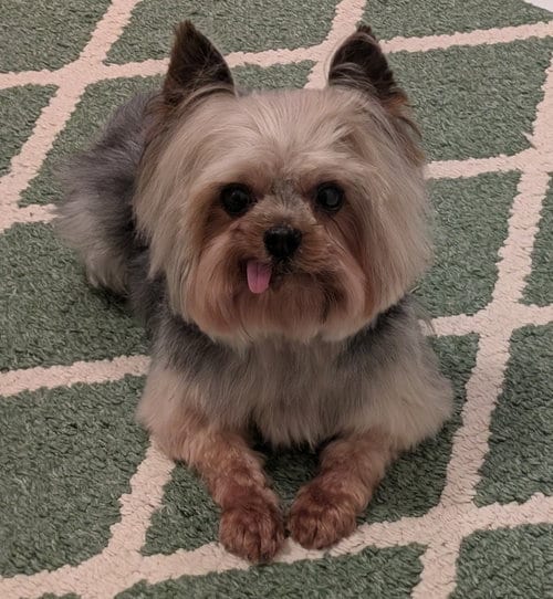 Photo of Chase, adoptable Yorkshire Terrier Yorkie in Greensboro, North Carolina