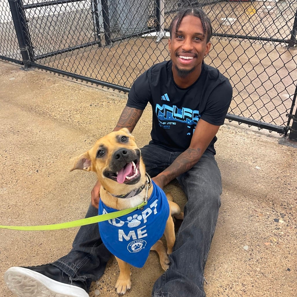 Photo of Radish D11405, adoptable Retriever, Yellow Labrador / Corgi, Pembroke Welsh in Princeton area, Minnesota