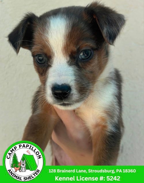 Photo of Sally, adoptable Australian Shepherd in Stroudsburg, Pennsylvania